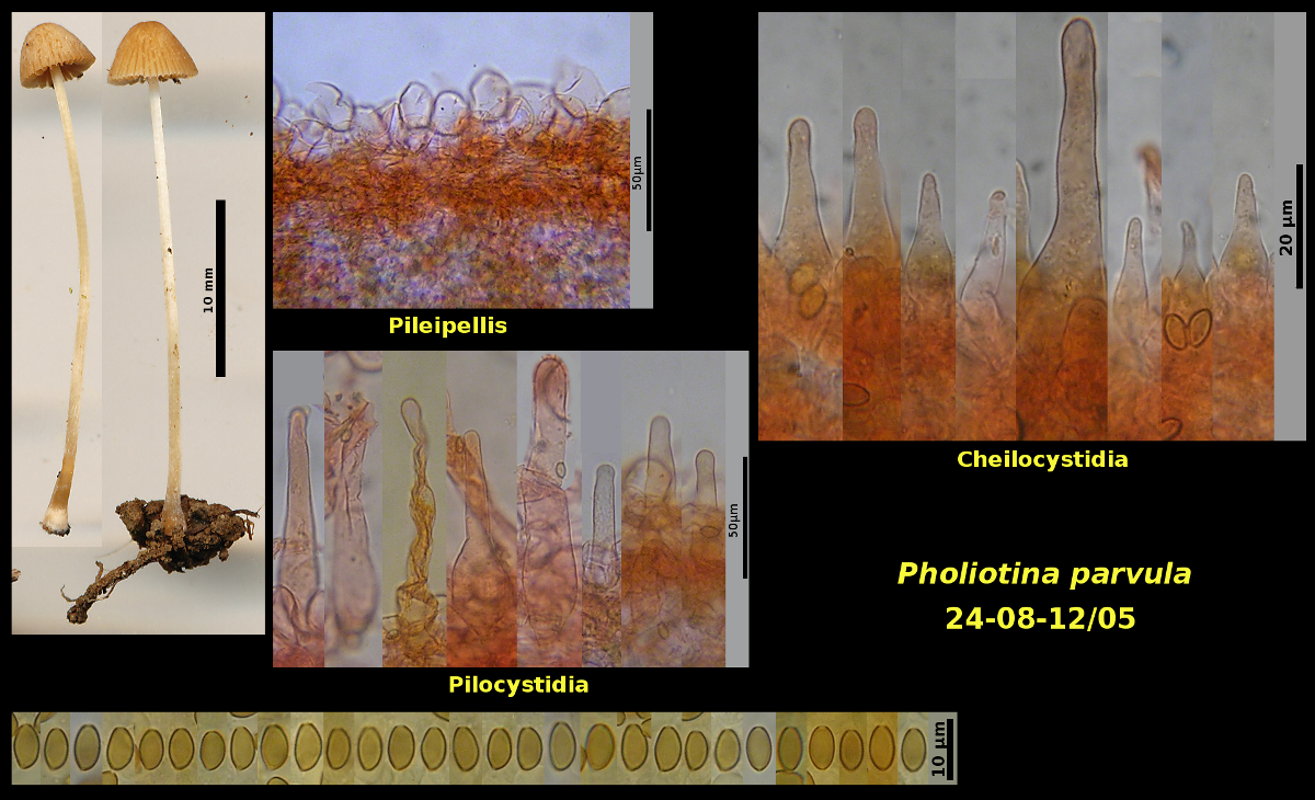 Picture of Pholiotina parvula